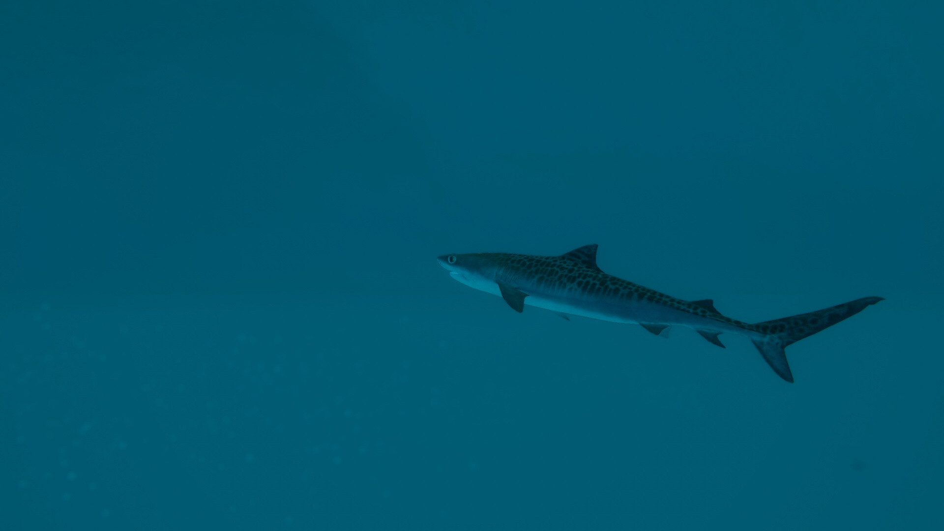 Ultimate Fishing Simulator 2 - screenshot 4